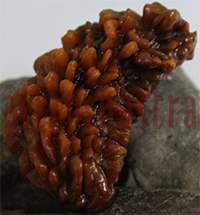 40mm 1 Mukhi